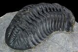 Pedinopariops Trilobite - Mrakib, Morocco #125199-4